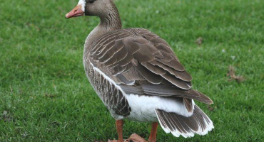 Popis husy běločelé: co je na tomto divokém ptáku pozoruhodné?